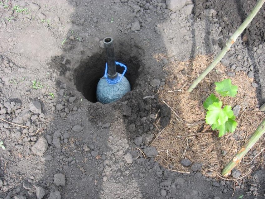 Підземний полив винограду Підземний полив винограду