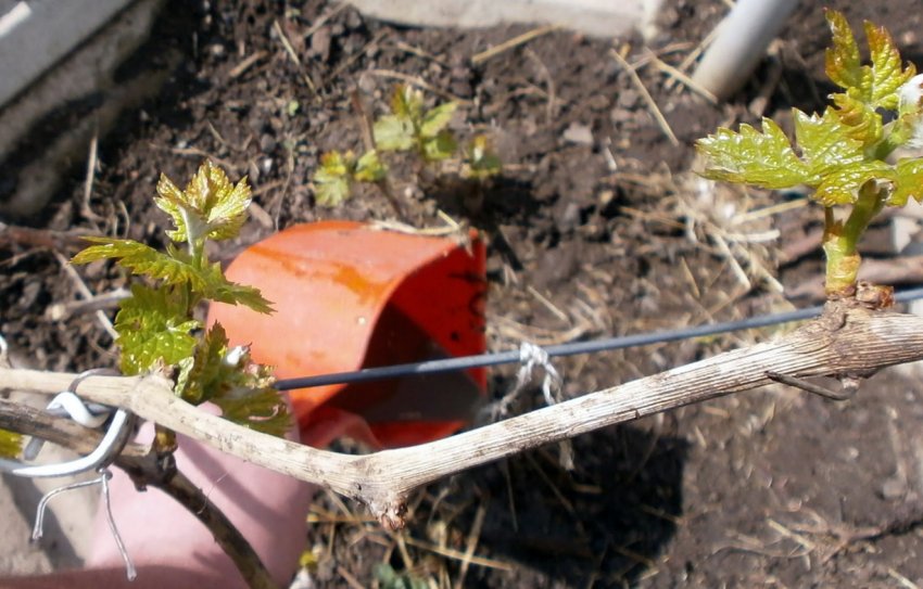 Підживлення винограду Підживлення винограду