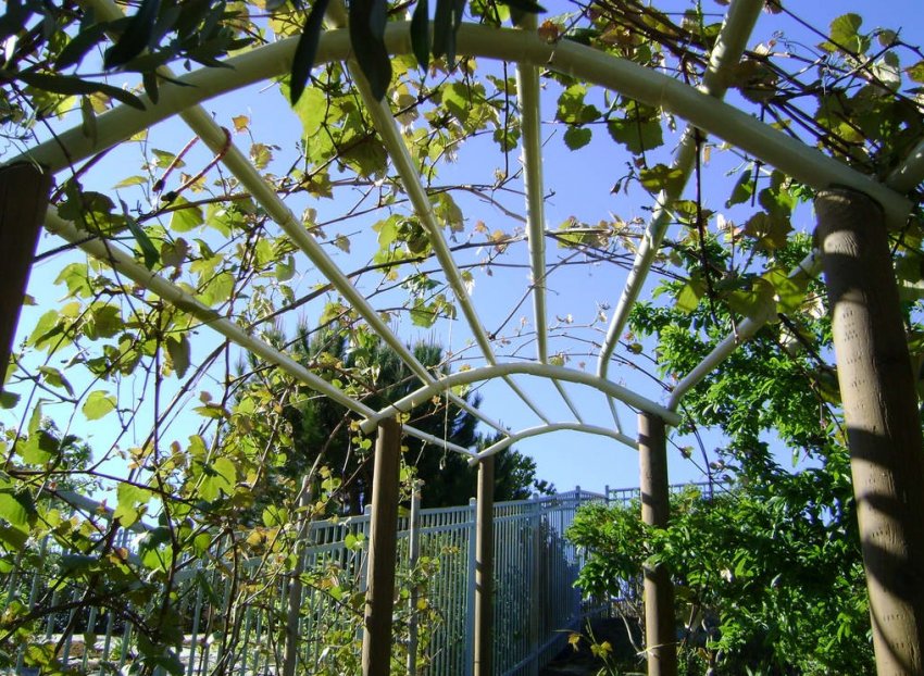 Арка для винограду Арка для винограду