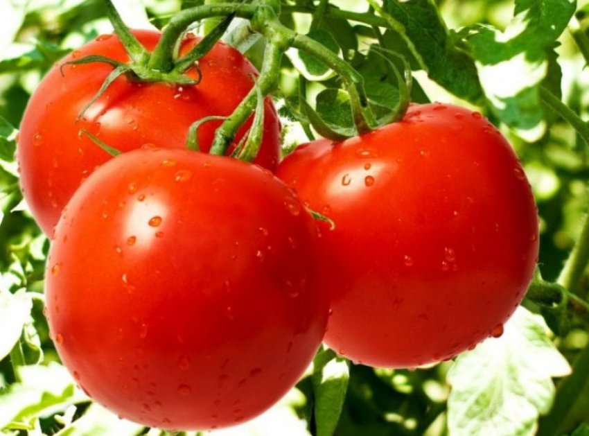 Помідори игранда