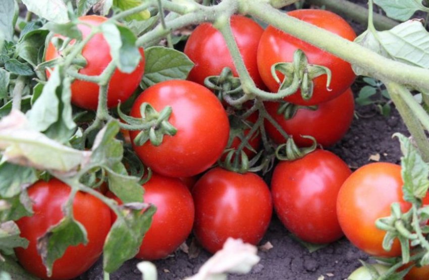 Помідори оля F1