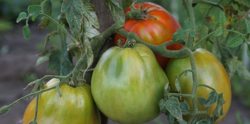 Помідори раджа