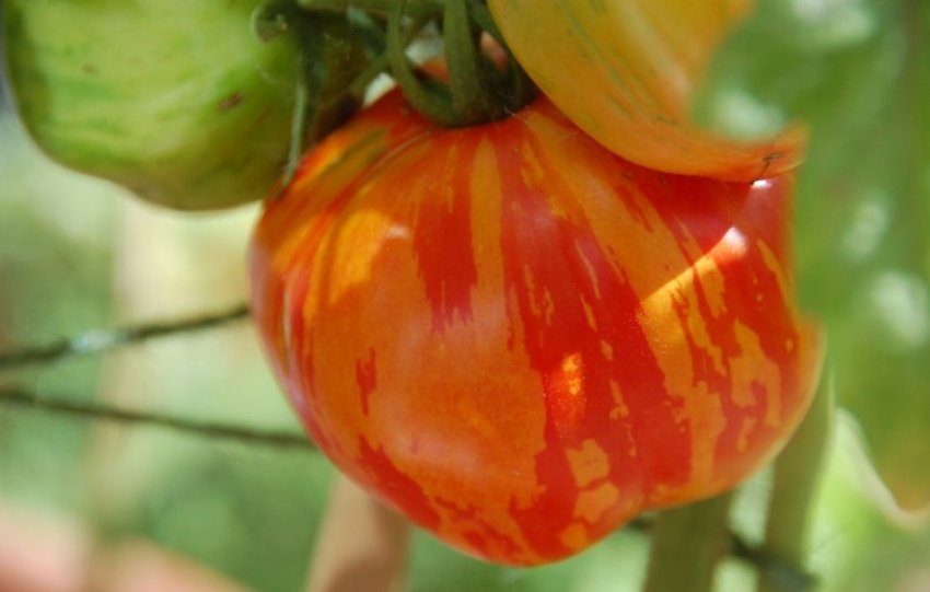 Помідори рябчик