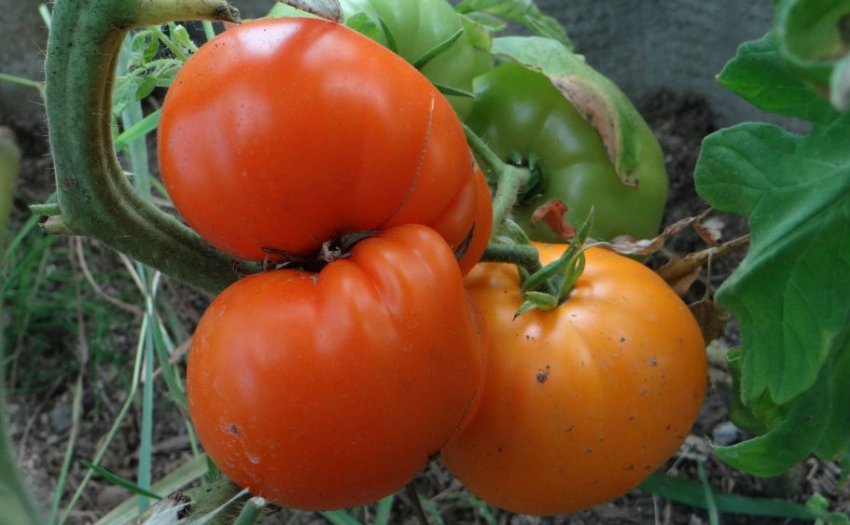 Помідори золоті куполи