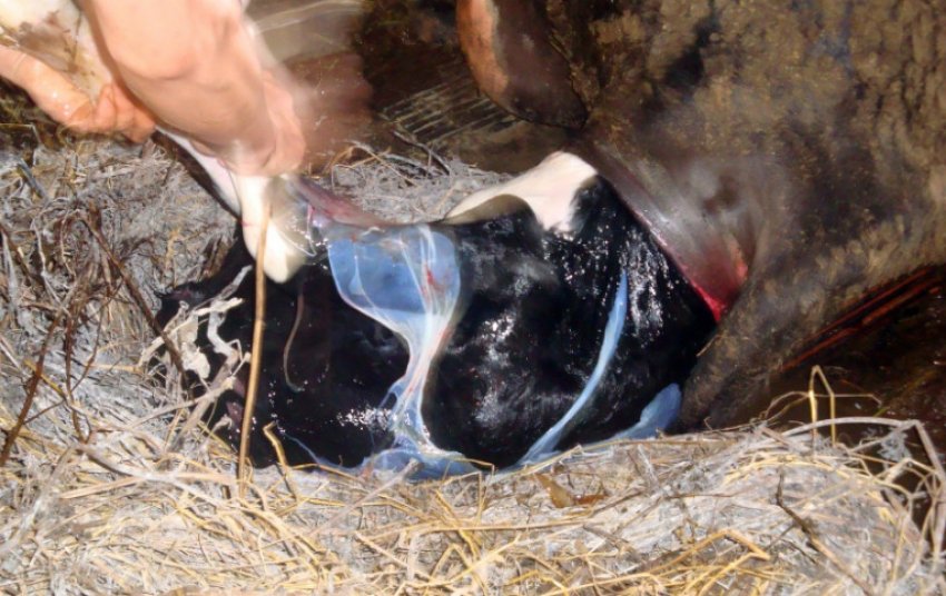 Пологи в корови