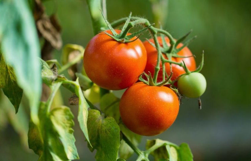 Помідори агата