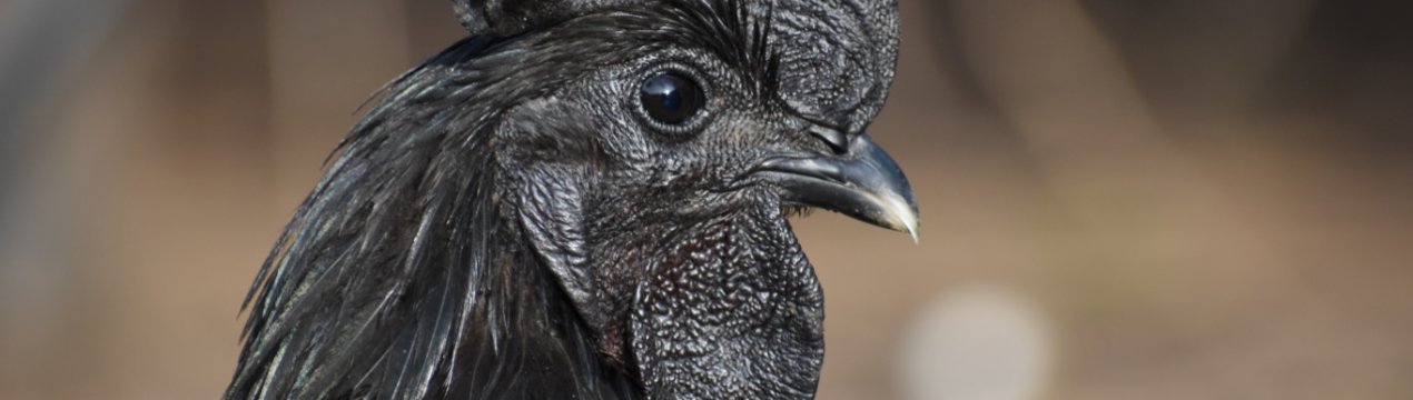 Порода аям чемани: опис абсолютно чорних курок і півнів