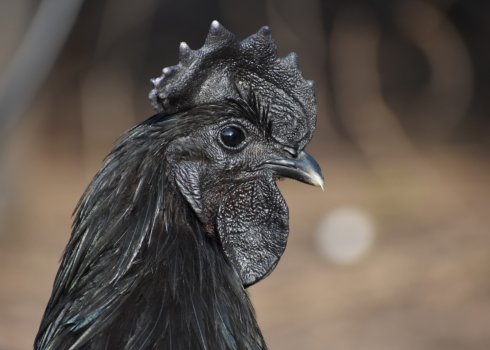 Порода аям чемани: опис абсолютно чорних курок і півнів