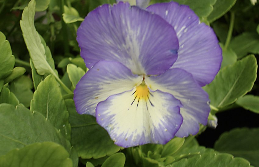 Голубая Луна Голубая Луна