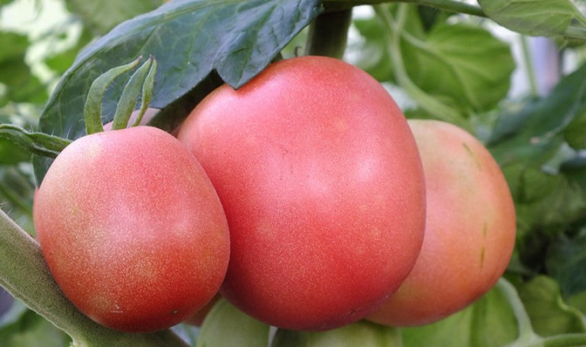 Помідори дівочий рум'янець