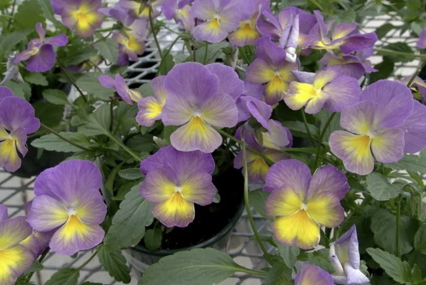 Віола рогата Зоряна ніч Віола рогата Зоряна ніч