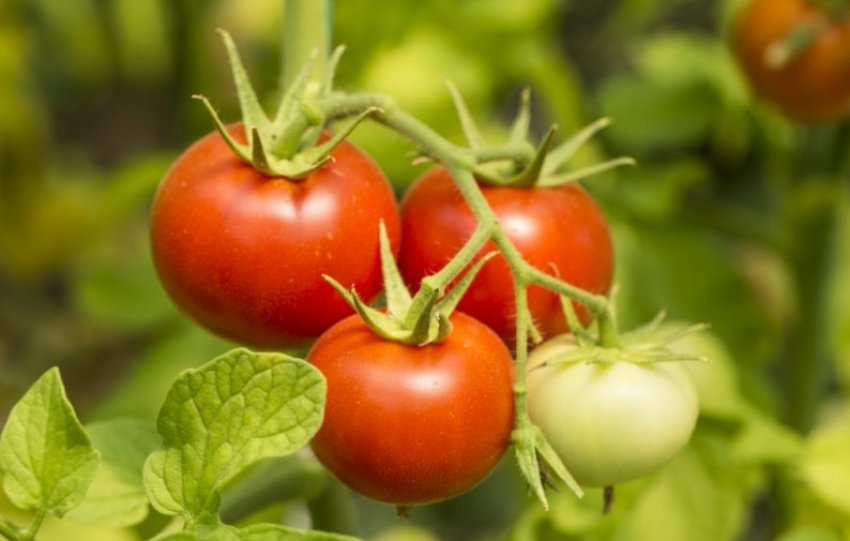 Помідори джина