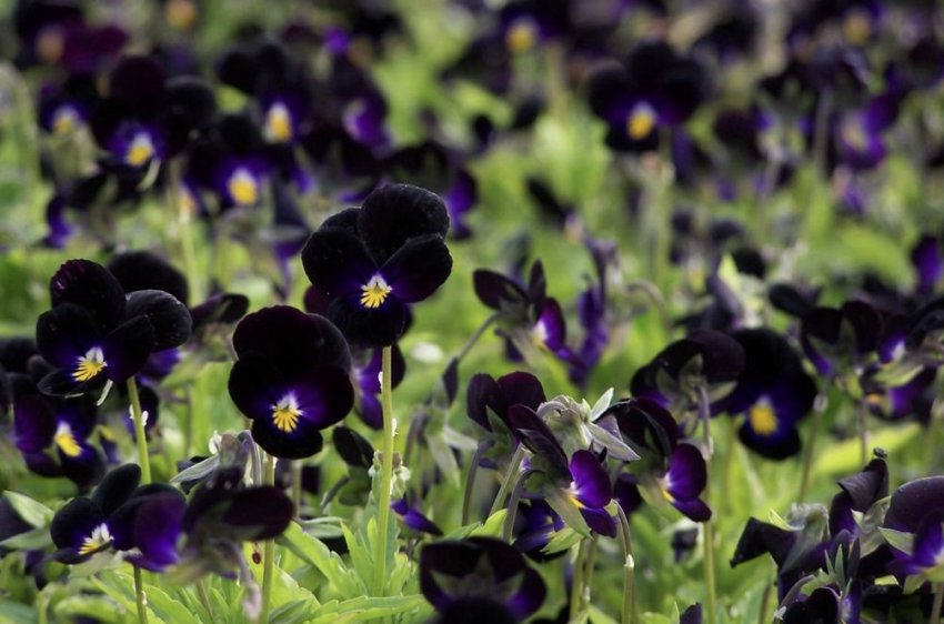 Віола Чорна магія Віола Чорна магія