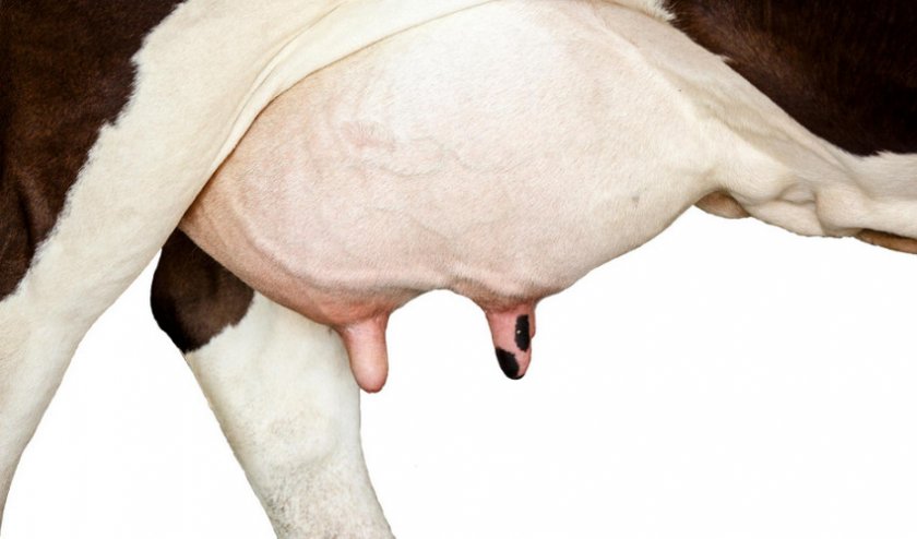 У коровы на вымени болячки гнойные лечение в домашних условиях thumbnail