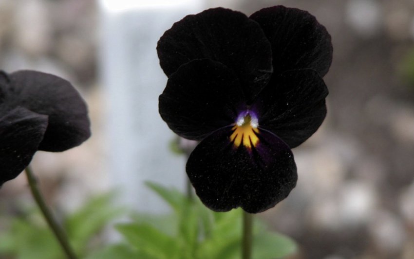 Віола Хайленд Блек Віола Хайленд Блек