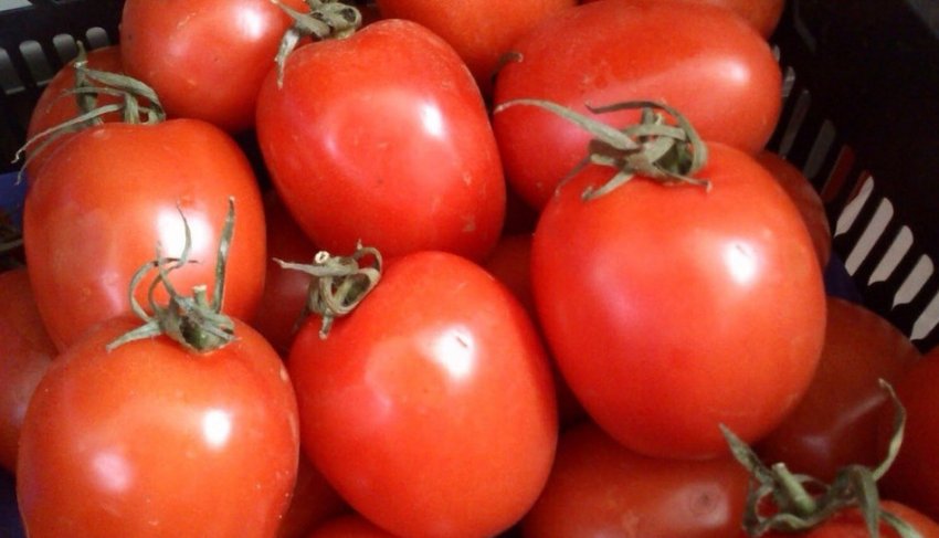 Помідори ріо гранде