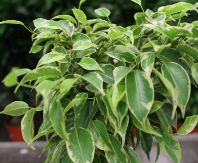 Чим краще підгодовувати фікус в домашніх умовах?