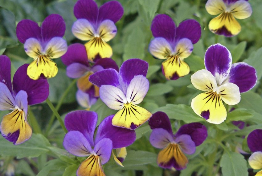 Віола рогата Джонні Віола рогата Джонні