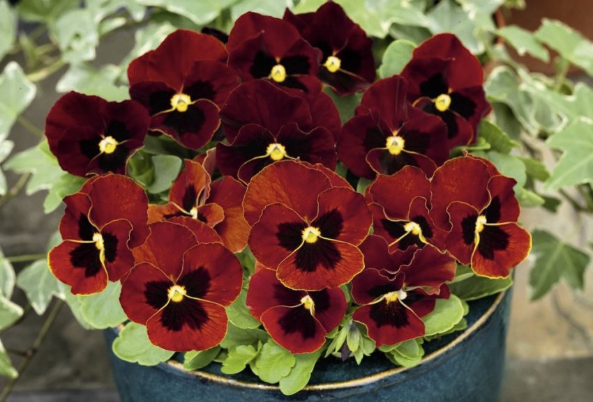 Сорт Лялечка Сорт Лялечка