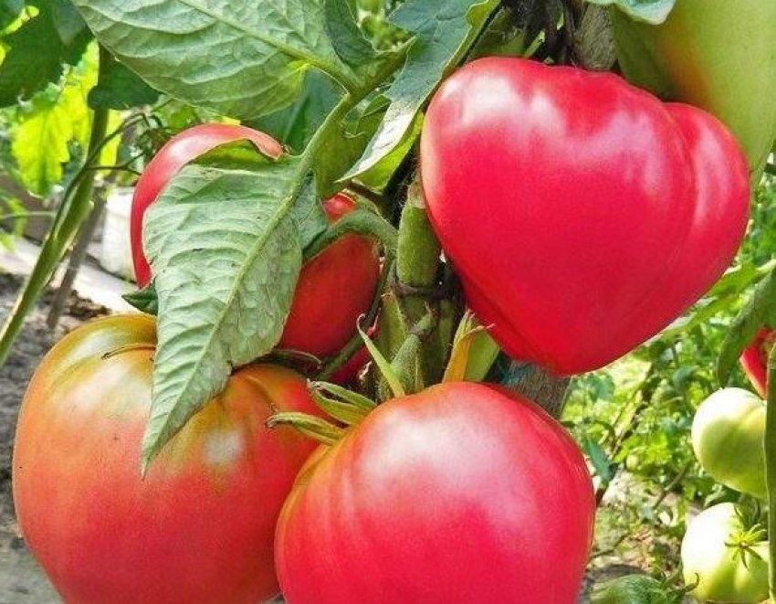 Помідори арабська рожевий