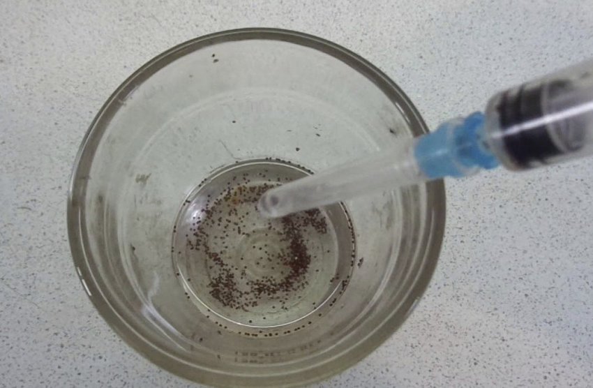 Замочування насіння Замочування насіння