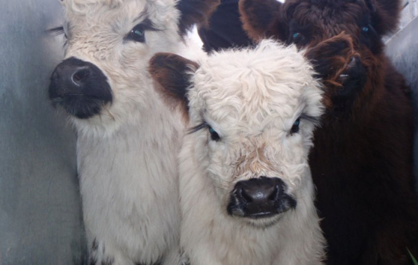 Галловейська порода корів Галловейська порода корів