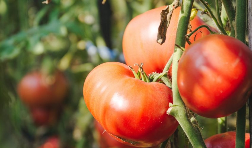 Помідори титан