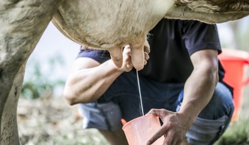 Доїння корови