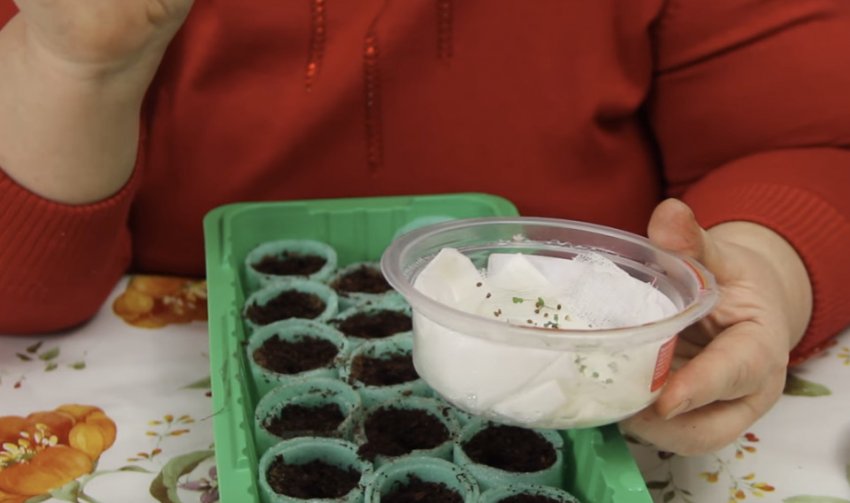 Посів насіння Посів насіння