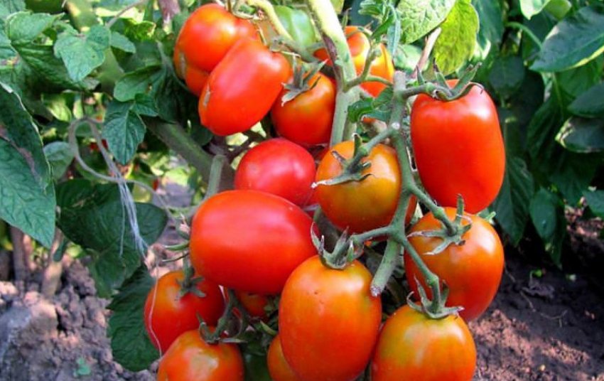 Помідори акварель