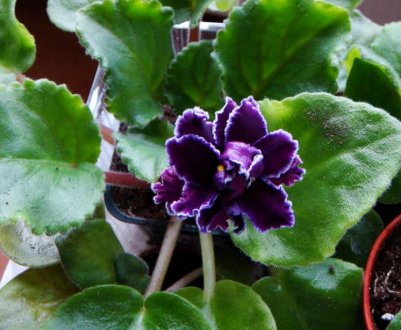 Фіалка Мачо: догляд в домашніх умовах