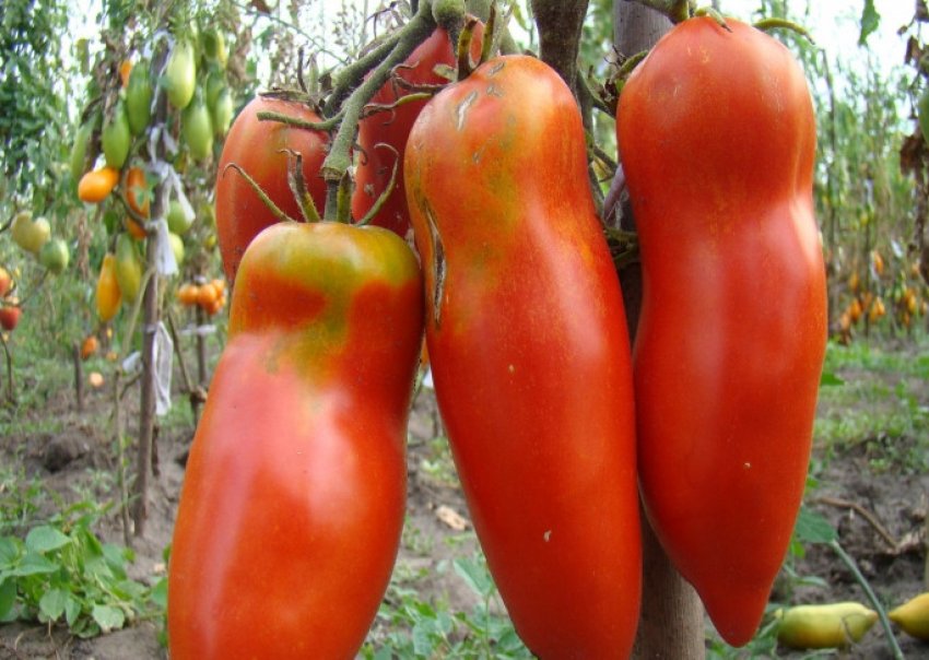 Помідори червоний клік