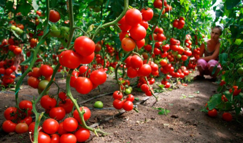 Помідори утя