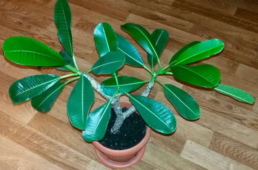 Плюмерія Плюмерія