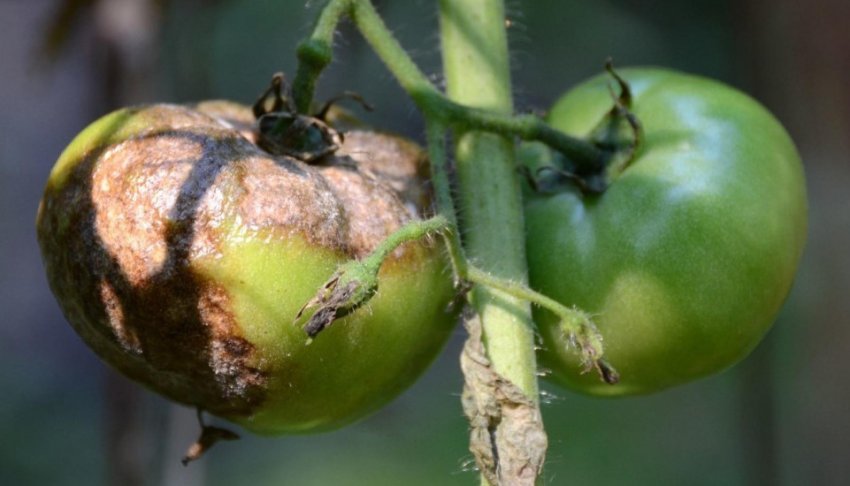 Фітофтороз