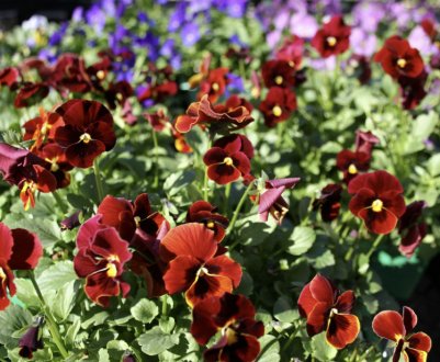 Фіалка рогата: вирощування з насіння у відкритому ґрунті