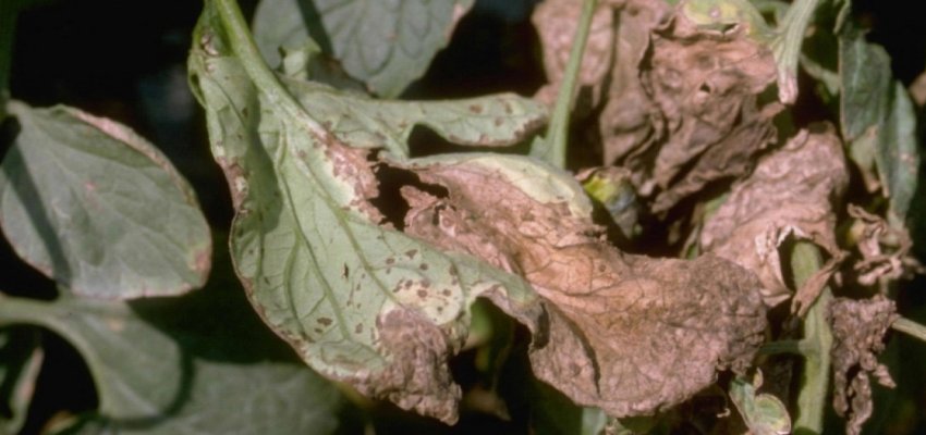 Плямистість