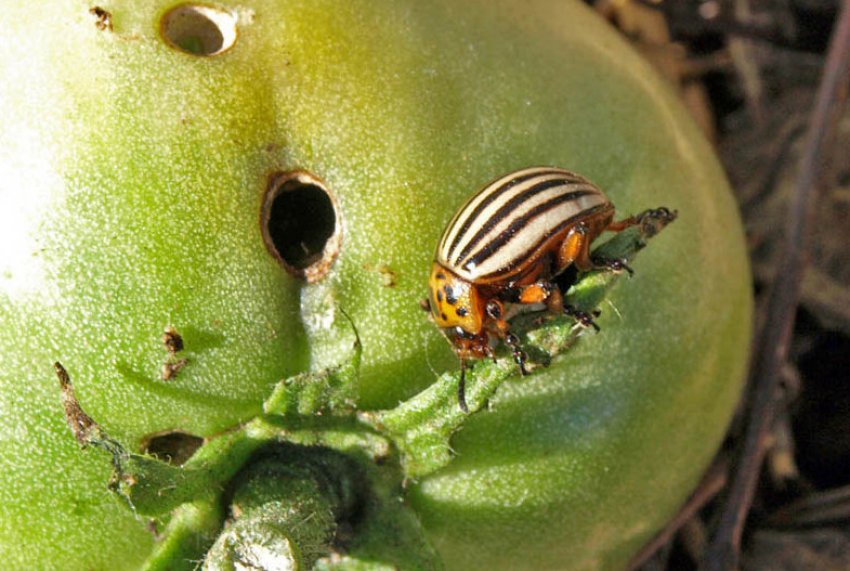 Колорадський жук