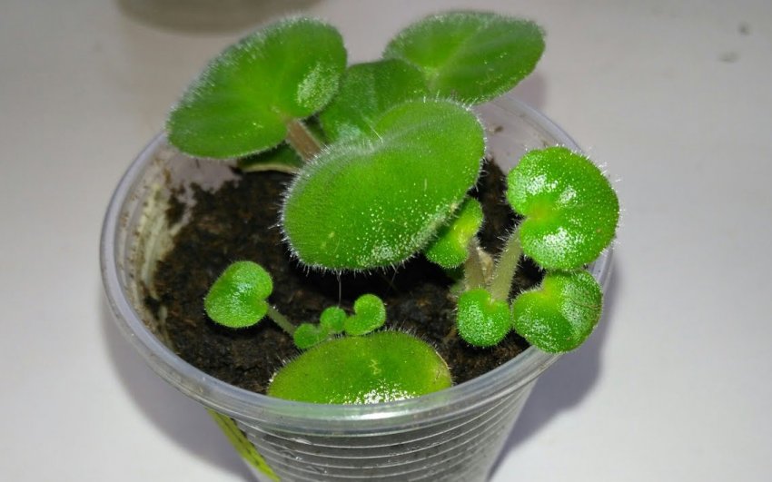 Розмноження фіалки листовими живцями