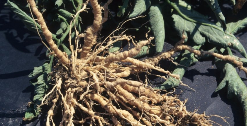 Галлові нематоди