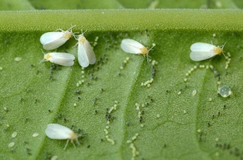 Білокрилки