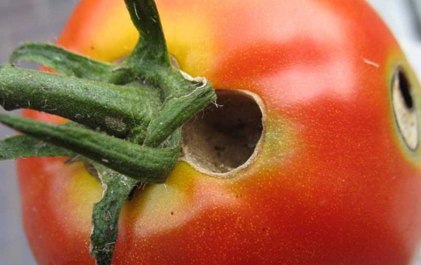 Сліди совки на томатах