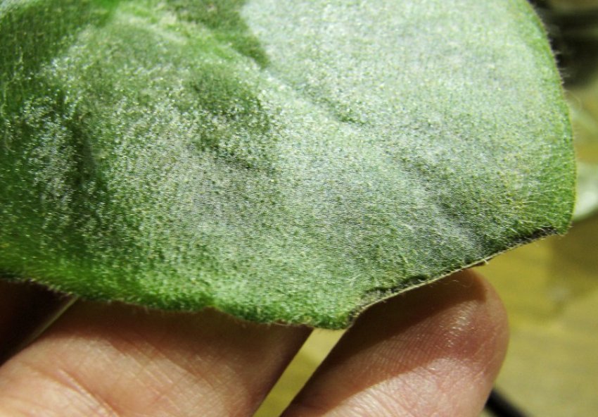 Білі плями на листках