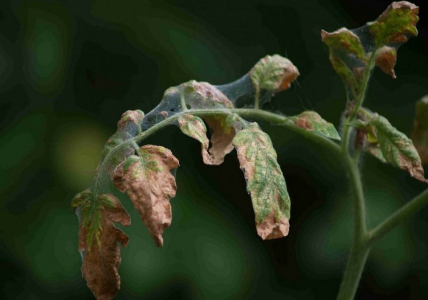 Павутинні кліщі