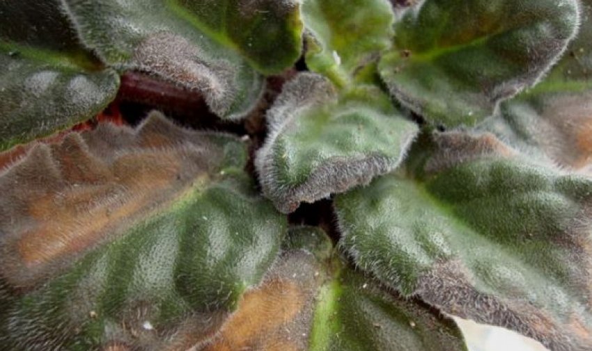 Бура гнилизна