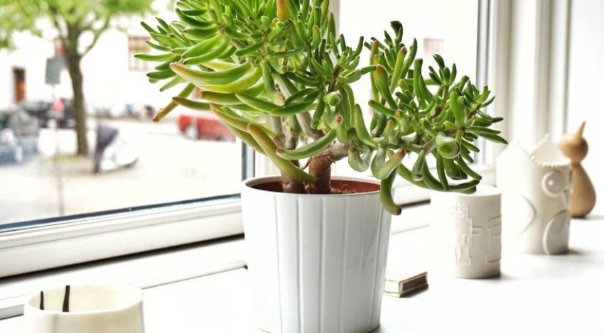 Грошове дерево