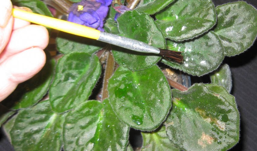 Борошниста роса