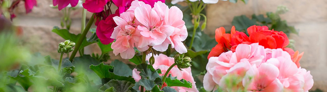 Чим відрізняється пеларгонія від герані?