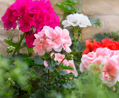 Чим відрізняється пеларгонія від герані?