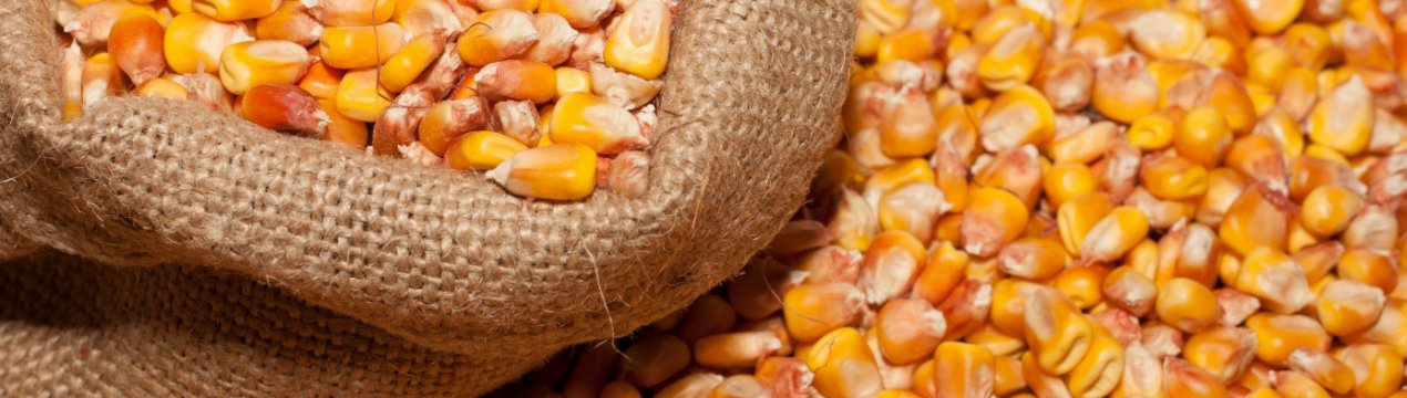 Технологія вирощування кукурудзи на зерно